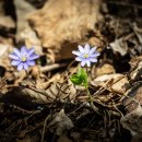 노루귀 (Hepatica asiatica) 이미지