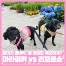 마라피키 | 강아지 워터리스 클렌저 추천 ✨ 산책 후 발세정제 리꼬르소 vs 마라피키 내돈내산 후기