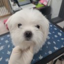 러블리애견미용실 이미지