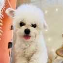 쏭쏭애견유치원 이미지