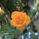 이곡장미공원 이미지