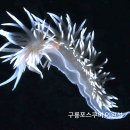 구룡포스쿠버리조트 티스토리