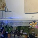 몽몽테일 이미지