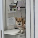 땡큐DOG동물병원 | 김포 마산동 동물병원 땡큐DOG동물병원 · 강아지 뺑소니 결말