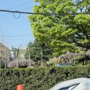 GS25진주상봉점 | 진주 등나무 명소 상봉 서봉아파트 상봉주공1차 개화시기 및 포토존 명당 총정리!