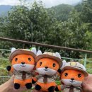 소백산삼가야영장 이미지