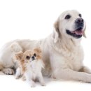 다정한동물메디컬센터 이미지