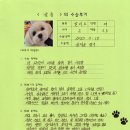 [#968] 샬롬(양측 슬개골탈구 G3,G2)의 수술후기