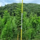 여주-1000 이미지