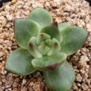 골드크레마 이미지