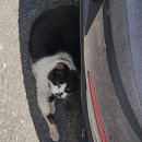 아나파동물병원 | 꼬질이 아나파 M 복용 후기 / 고양이 구내염