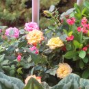 장미찻집 이미지