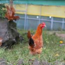 안전목장 이미지