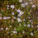 여수봉황산자연휴양림 이미지