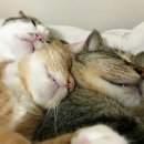 고냥이네 이미지