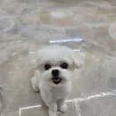 아모르 펫 살롱 이미지