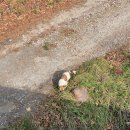 사슴목장 이미지