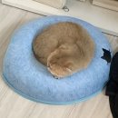 투냥 | 투냥이집사 터널 도넛 숨숨집 리뷰