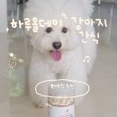 빛고을유통(휴먼밸런스) | 하루올데이 강아지 동결건조 북어트릿 카제로템 강아지 간식 추천