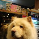 마오네애견카페 이미지