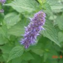 아니스히솝 (Blue Giant Hyssop) 이미지