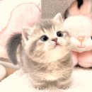 냥이의꿈 | 봉천동고양이분양 꿈꾸던 냥이 드디어 만나다