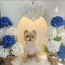 희희퍼피 이미지