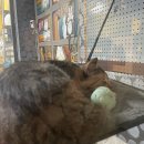 일본인학교 | [캐나다] 1달 단기해외연수 기록 (번외) - 캐나다에서 만난 일본인 친구들과 추억쌓기