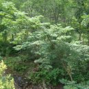 충북알프스자연휴양림 이미지