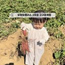 14 | 보령팜플러스 2호점 고구마체험 충남 보령 아이랑 가볼만한곳