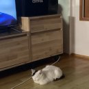 밍밍하우스 이미지