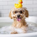 강아지소풍 이미지