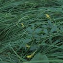 선학초등학교 이미지