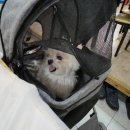 한내시장2 이미지