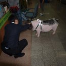 복도야지 이미지