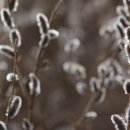 강아지천국 이미지