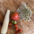 하우스못골 이미지