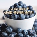 신선한슈퍼 | 매일 챙기는 건강 루틴! 물고기삼촌 냉동 블루베리 1kg 신선한 원물 요리 활용 후기