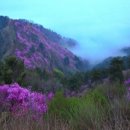 제184차(04/17) 강화 고려산, 혈구산 진달래 산행안내 이미지