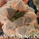 골든버터플라이 이미지