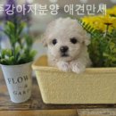 광주강아지분양 애견만세 이미지