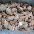 스시랑연어 이미지