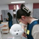 애견미용 이미지