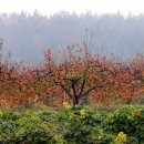 박영철농장 이미지