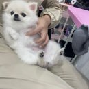 강아지 미용 이미지