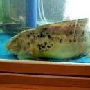 수미식당 이미지