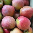 (2차 예약받습니다) 아삭아삭 맛있는 16브릭스!!! 감홍사과 ... 무료배송 이미지