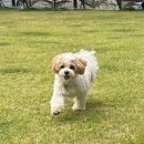 발넷이야 | 외국 느낌 낭낭한 대구 애견카페 [발넷이야]