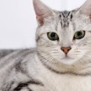 도도한고양이 이미지