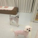 사랑스럽댕 이미지